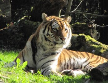 Tierpark Chemnitz: Tigerin Taiga musste eingeschläfert werden - 