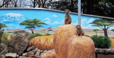 Tierpark droht die Schließung - Die Erdmännchen sind die Publikumslieblinge im Klingenthaler Tierpark. 