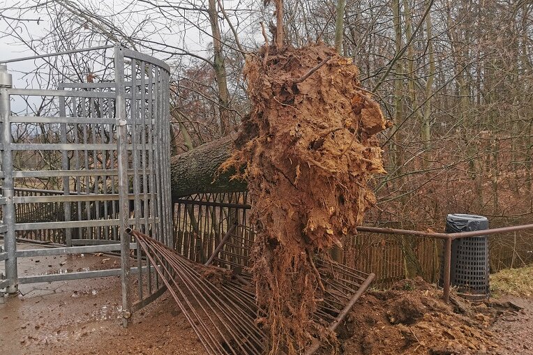 Tierpark Hirschfeld: entwurzelter Baum beschädigt Gehege - Erneut hat der Tierpark Hirschfeld einen Sturmschaden zu beklagen.
