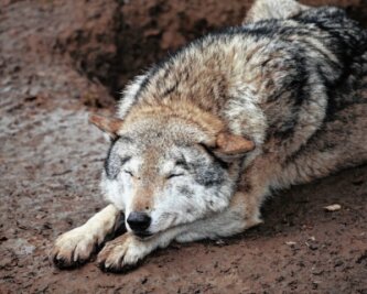 Tierpark Hirschfeld lädt zum Wolfstag ein - Die Wölfe Freya und Joe gehören zu den beliebtesten Tieren in Hirschfeld. 