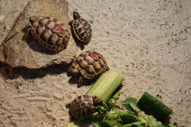 Der Tierpark Hirschfeld verkauft junge Landschildkröten. 