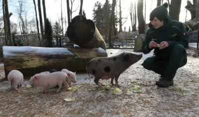 Tierpark Hirschfeld setzt aufs Energie sparen in der Futterküche - Im Januar diesen Jahres gab es auch Nachwuchs bei den Minischweinen im Tierpark. 