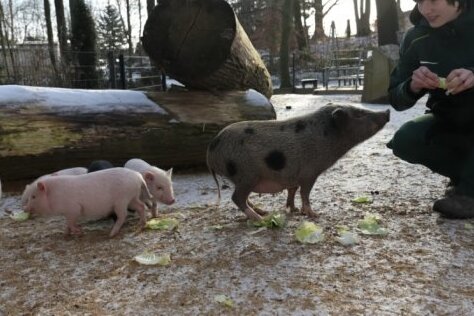 Tierpark Hirschfeld setzt aufs Energie sparen in der Futterküche - Im Januar diesen Jahres gab es auch Nachwuchs bei den Minischweinen im Tierpark. 