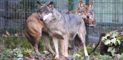Tierpark Hirschfeld: Wölfin Dana stirbt kurz vor 13. Geburtstag - Das Wolfspaar Dana (vorn) und Joe.
