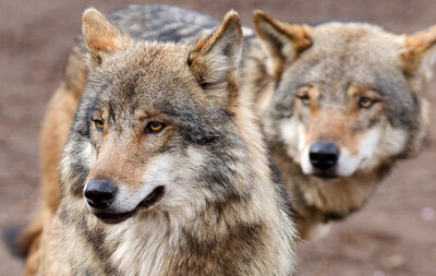 Tierpark Klingenthal: Neue Pläne für altes Wolfsgehege - 