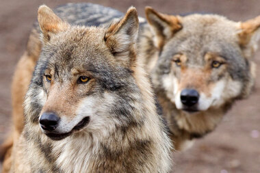 Tierpark Klingenthal: Neue Pläne für altes Wolfsgehege - 