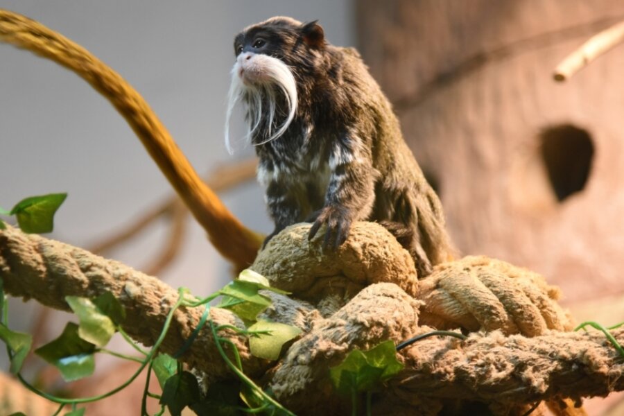Tierpark Klingenthal zeigt Rarität: Ein Affe, benannt nach Kaiser Wilhelm II. - Der Schnauzer erinnert an Kaiser Wilhelm II.: Im Tierpark Klingenthal gibt es Kaiserschnurrbarttamarine zu sehen. Dabei handelt es sich um eine Primatenart aus der Familie der Krallenaffen. 