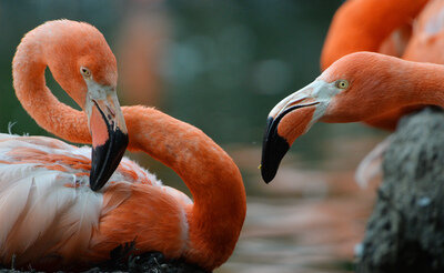Tierpark Limbach-Oberfrohna eröffnet Flamingoland - 