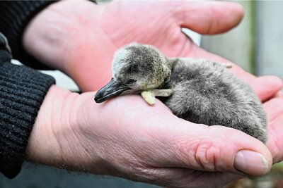 Tierpark Limbach-Oberfrohna: Kleiner Pinguin erblickt das Licht der Welt - 
