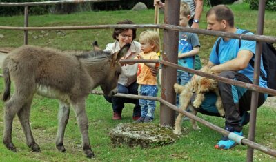 Tierpark: Neuzugänge auf zwei und vier Beinen - Die kleine Eselstute scheint Kinder zu mögen. Ohne Scheu kommt sie an den Zaun, das begeistert auch diese Familie.
