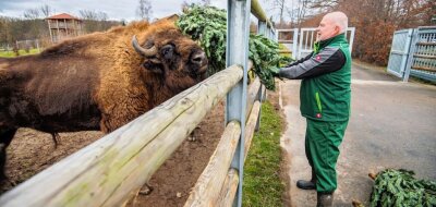 Tierparkbewohner haben ausgemusterte Weihnachtsbäume zum Fressen gern - Tierpfleger Henry Höfner sorgt für Nachschub.