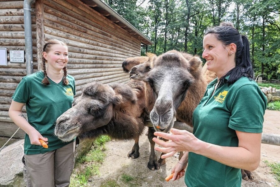 Die neue Auszubildende im Tierpark Chemnitz, Lara Kuß (links), und ihre Ausbilderin Ramona Sinnig füttern die hungrige Trampeltier-Familie. Erst im April wurde dort ein neues Jungtier geboren.