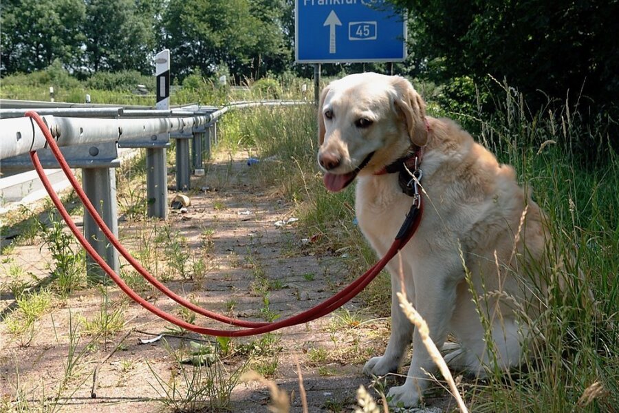 Tierschützerin zu ausgesetzten Hunden in der Urlaubszeit: "Es sind maximal Einzelfälle" - Einzelfall oder ein Schicksal von Tausenden? 