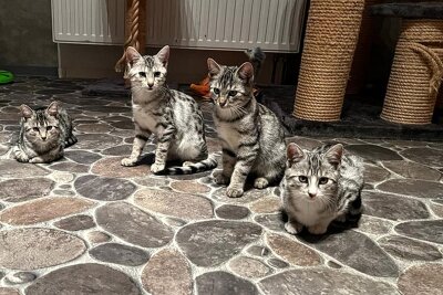 Tierschutzverein Frankenberg: Helfer retten Katzen, aber auch andere Tiere - 65 Katzen hat der Tierschutzverein Frankenberg 2023 aufgenommen und kurz oder auch mal länger versorgt.