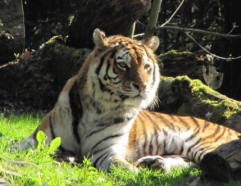 Tigerin im Tierpark Chemnitz eingeschläfert - 