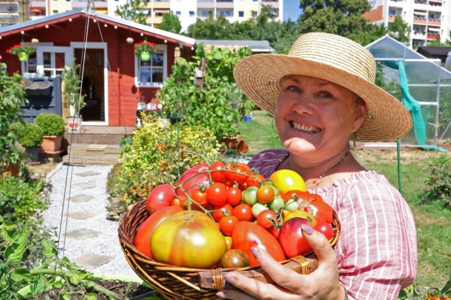 Einige Tomaten konnte Swetlana Hüttner bereits von ihren knapp 400 Pflanzen ernten. Doch die heißen Temperaturen machen den Pflanzen zu schaffen. Sie wachsen nicht richtig. Dennoch möchte die Kleingärtnerin Ende August eine Vielzahl ihrer Sorten ausstellen. 