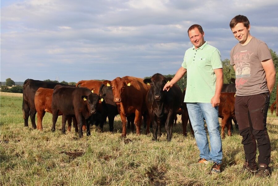 Tischler aus dem Vogtland wollte nie Bauer sein - jetzt züchtet er Angus-Rinder - Ralf Pammler und Ricardo Lange mit ihrer Angus-Herde. 