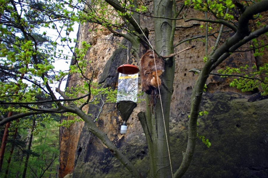 Todesdrama in der Sächsischen Schweiz: Darum hängt eine verendete Hirschkuh hoch oben in einer Baumkrone - Eine tote Hirschkuh hängt in einer Buche in der Nähe der Lehnsteigtürme der Sächsischen Schweiz. Der Verwesungsstank ist bestialisch.
