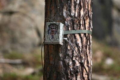 Todesdrama in der Sächsischen Schweiz: Darum hängt eine verendete Hirschkuh hoch oben in einer Baumkrone - Eine Wildkamera zeichnet nun auf, welche Tiere der Verwesungsgeruch der toten Hirschkuh anlockt.