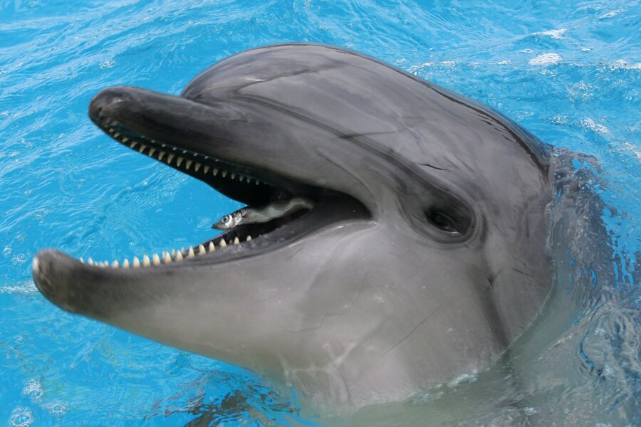 Tödliche Selfies: Baby-Delfin stirbt an Strand in Spanien - 