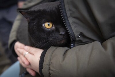 Tollwut-Schutz: Haustiere aus der Ukraine müssen sofort dem Amt gemeldet werden - Eine aus der Ukraine geflüchtete Frau mit ihrer Katze.