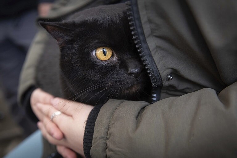 Tollwut-Schutz: Haustiere aus der Ukraine müssen sofort dem Amt gemeldet werden - Eine aus der Ukraine geflüchtete Frau mit ihrer Katze.