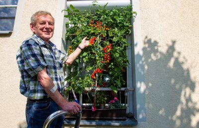 Tomaten gedeihen am Badfenster - 