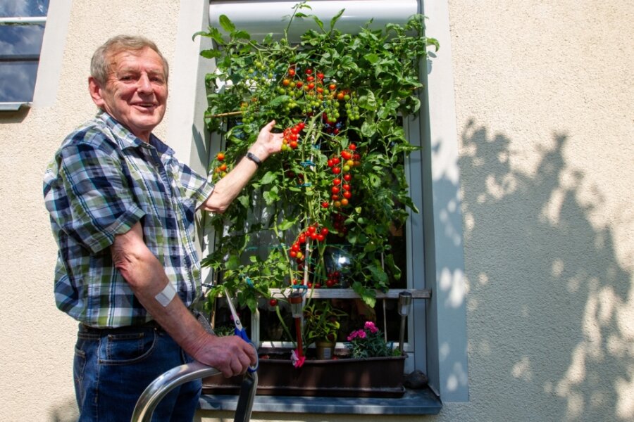 Tomaten gedeihen am Badfenster - 