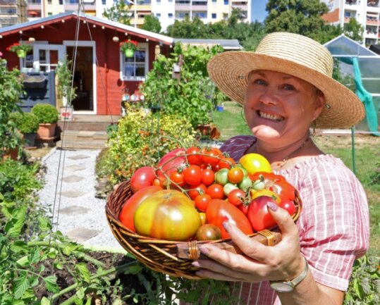 Einige Tomaten konnte Swetlana Hüttner bereits von ihren knapp 400 Pflanzen ernten. Doch die heißen Temperaturen machen den Pflanzen zu schaffen. Sie wachsen nicht richtig. Dennoch möchte die Kleingärtnerin Ende August eine Vielzahl ihrer Sorten ausstellen. 