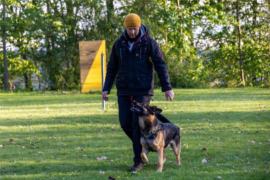 Top-Schutzhunde im Erzgebirge: Wie das Training für die Deutsche Meisterschaft läuft - Kuno ist beim Üben stets auf sein Herrchen, Peter Kaspereit, fokussiert.
