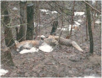 Tote Füchse gefunden - Polizei ermittelt - Diese toten Füchse sind am 18. Februar gefunden worden.