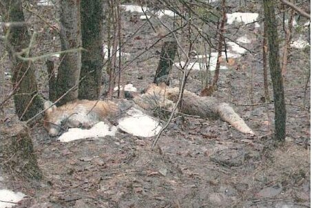Tote Füchse gefunden - Polizei ermittelt - Diese toten Füchse sind am 18. Februar gefunden worden.