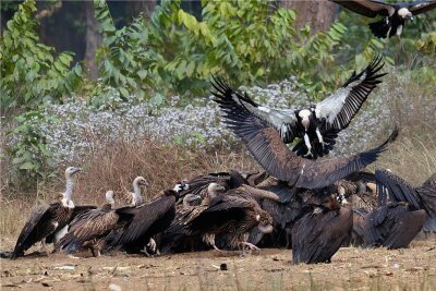 "Totengräber" in Lebensgefahr - Bengalgeier fressen einen Kadaver, der in einem Naturschutzgebiet in Nepal für sie bereitgelegt wurde. Mit Hilfe örtlicher Gemeinden entstanden in dem Himalayastaat sogenannte Geierrestaurants, wo die Vögel mit unbelastetem Futter versorgt werden.
