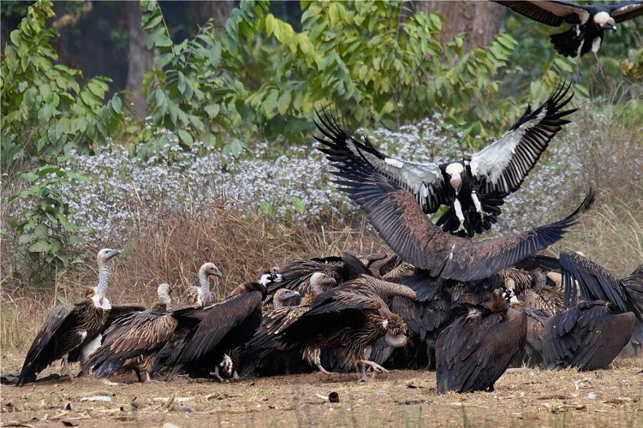 Bengalgeier fressen einen Kadaver, der in einem Naturschutzgebiet in Nepal für sie bereitgelegt wurde. Mit Hilfe örtlicher Gemeinden entstanden in dem Himalayastaat sogenannte Geierrestaurants, wo die Vögel mit unbelastetem Futter versorgt werden.