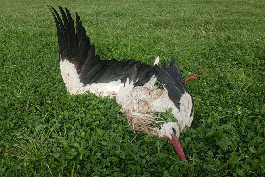 Toter Storch auf Wiese im Vogtland entdeckt - Der bei Weischlitz tot aufgefundene Storch.