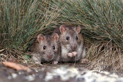 Totgefressen: Ratten von Mülsen gehen in die Fallen - Ratten vermehren sich dank der milderen Winter und „freigiebigen“ Menschen rasant.