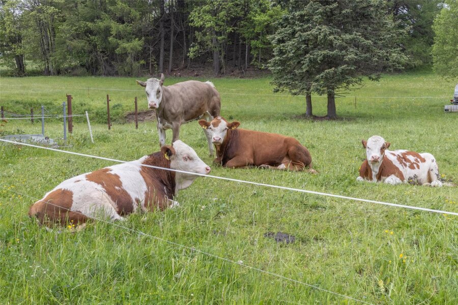 Tragisches Ende einer Flucht im Erzgebirge - Rinder auf einer Weide bei Hammerunterwiesenthal. Ganz in der Nähe ist am Montag ein Bulle geflüchtet.