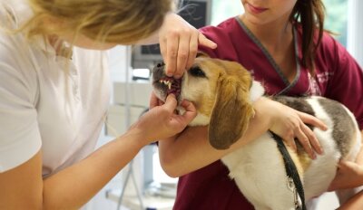 Training für Arztbesuch mindert Stress im Notfall - Kopf in die Armbeuge legen und den Körper sanft randrücken: So können Hunde am besten vom Tierarzt untersucht werden. 