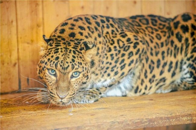 Trauer im Auer Zoo der Minis: Leopardin Lila ist tot - Leopardin Lila lebte seit 21 Jahren im Auer Zoo der Minis. Sie war fast 23 Jahre alt, musste jetzt aber aufgrund gesundheitlicher Probleme eingeschläfert werden. 