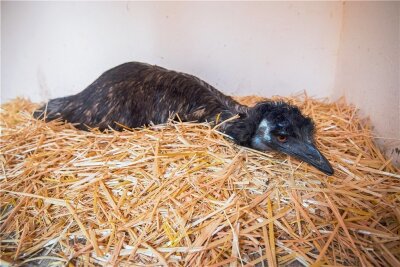Trauer im Zoo der Minis: Publikumsliebling eingeschläfert - Emu Curly im März 2020 beim Ausbrüten von Eiern.