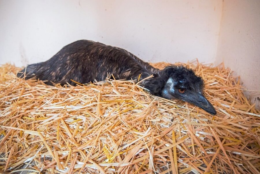 Emu Curly im März 2020 beim Ausbrüten von Eiern.