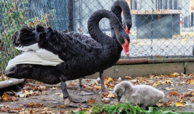 Trauerschwan kämpft sich ins Leben - Das Trauerschwanbaby im Thumer Tiergehege hat zuletzt ordentlich zugelegt. Die Eltern passen genau auf ihren Nachwuchs auf. 