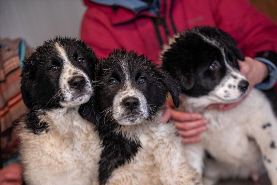 Traurige Geschichte zu Weihnachten: Drei Hundewelpen an Tierheim im Vogtland ausgesetzt - Diese drei Welpen wurden von den Besitzern im Fundtierzwinger des Tierheims Kandelhof zurückgelassen.