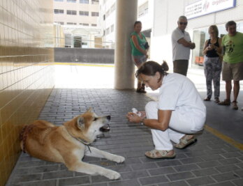 Treue Hündin: Maya wartet vor spanischem Krankenhaus auf ihr Frauchen - 