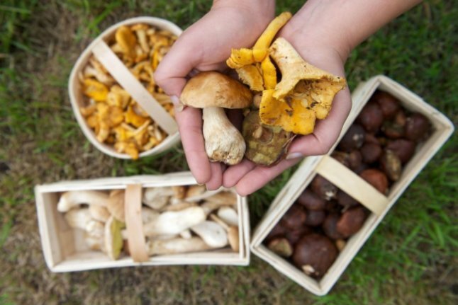 Trockenheit: Pilzsaison verzögert sich in Sachsen - Ein Pilzsammler hält Steinpilze, Pfifferlinge und Maronen in seinen Händen.