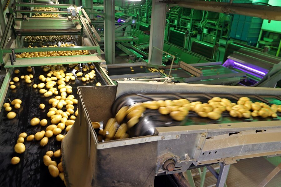 Trockenheit sorgt für geringere Erträge bei Kartoffeln - 