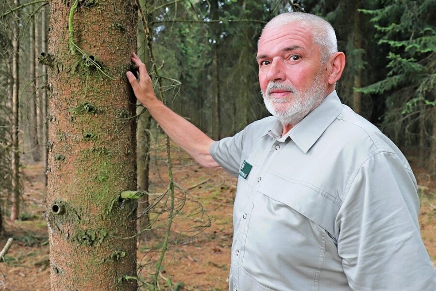 Peter Dalke, Revierleiter von Sachsenforst für das Stadtwaldrevier Freiberg, sorgt sich um die Gesundheit des Waldes. Die derzeitige Trockenheit und Hitze begünstigten den Käferbefall. 