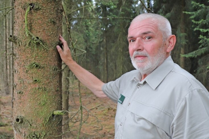 Trockenstress setzt Wäldern zu - Peter Dalke, Revierleiter von Sachsenforst für das Stadtwaldrevier Freiberg, sorgt sich um die Gesundheit des Waldes. Die derzeitige Trockenheit und Hitze begünstigten den Käferbefall. 
