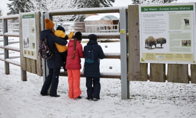 Das neu gestaltete Wisentgehege ist bei den Tierpark-Besuchern sehrbeliebt. 