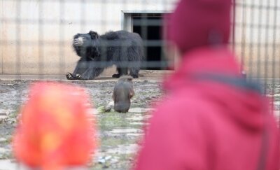 Trotz Fest: Tierpark in der Dauerkrise - 